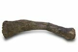 Fossil Sauropod (Camarasaurus) Radius Bone - Wyoming #379484-2